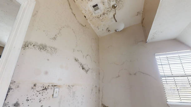 Forensic Mold Investigation in Cleveland, AL