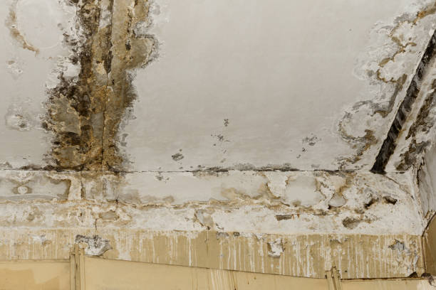 Best Air Quality Testing for Mold Spores  in Cleveland, AL