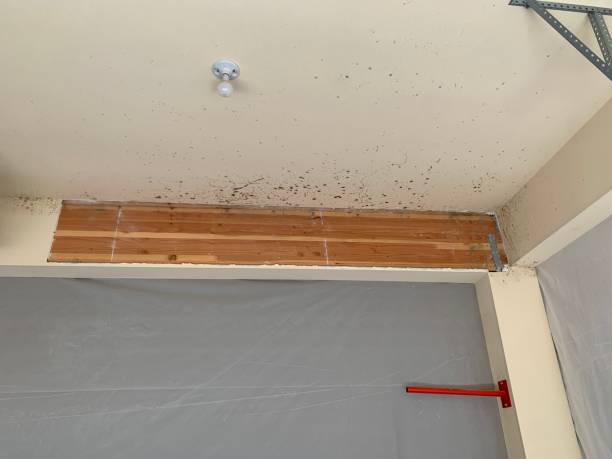 Best Black Mold Removal  in Cleveland, AL