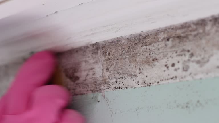 Best Mold Odor Removal Services  in Cleveland, AL